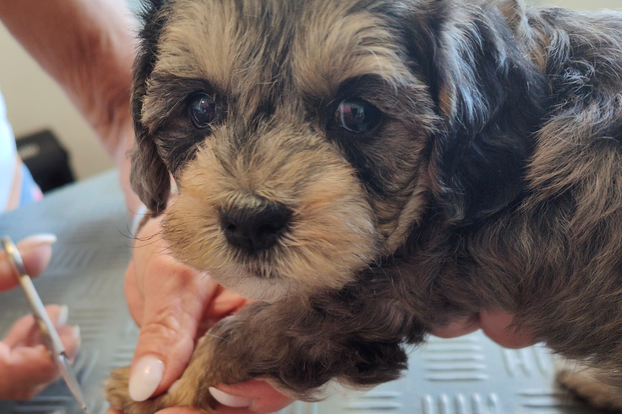Welpen beim Hundecoiffeur vom Schweikhof